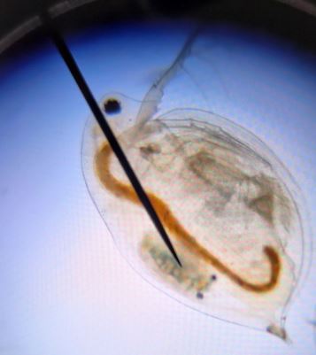 Bio_MB_1
