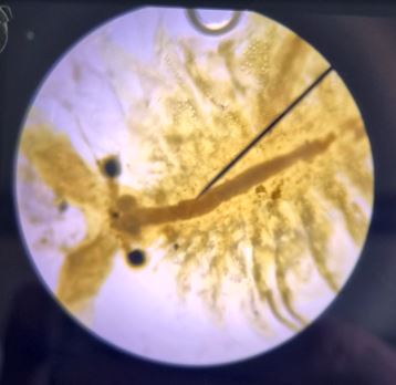 Bio_MB_2